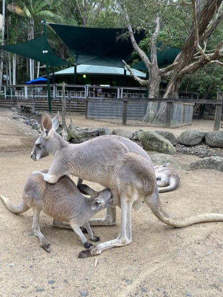 Kangaroo Baby Feeding